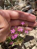 Zeltnera nudicaulis (Engelm.) G. Mansion resmi