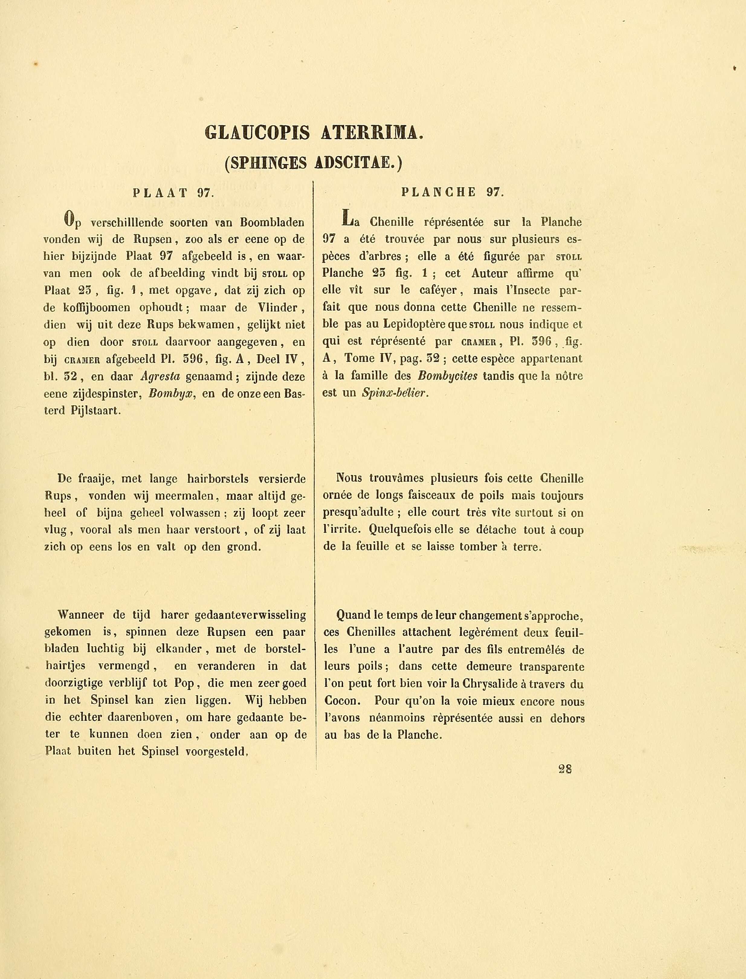 صورة Calonotos helymus Cramer 1775