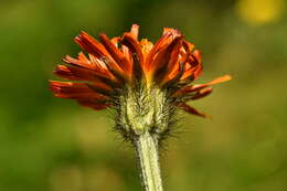 Image of Crepis aurea subsp. aurea