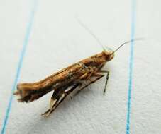 Image of cosmet moth