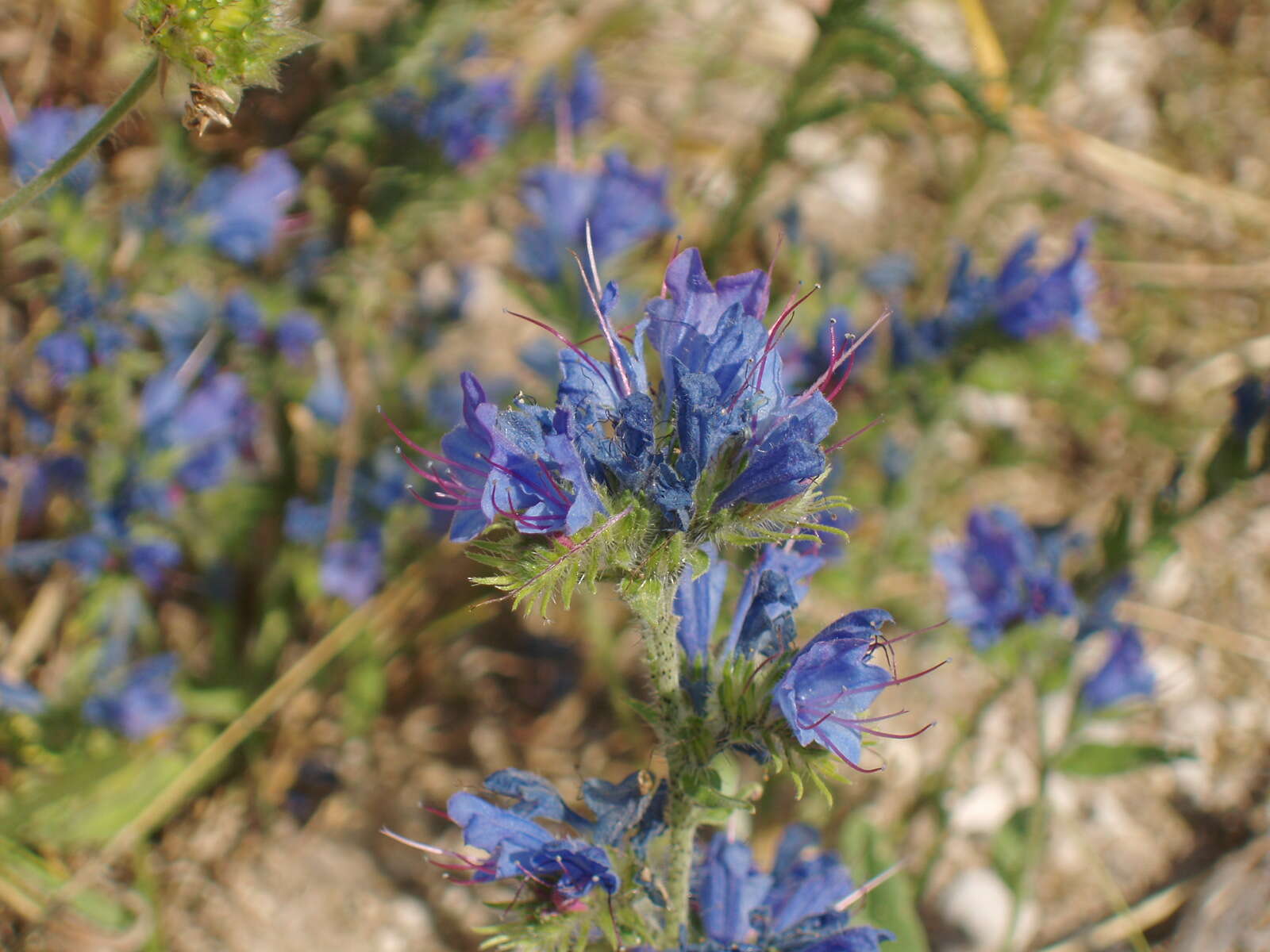 Imagem de Echium vulgare L.