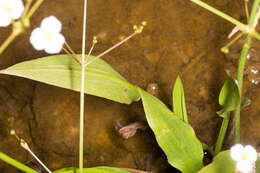 Image of Common Water-plantain