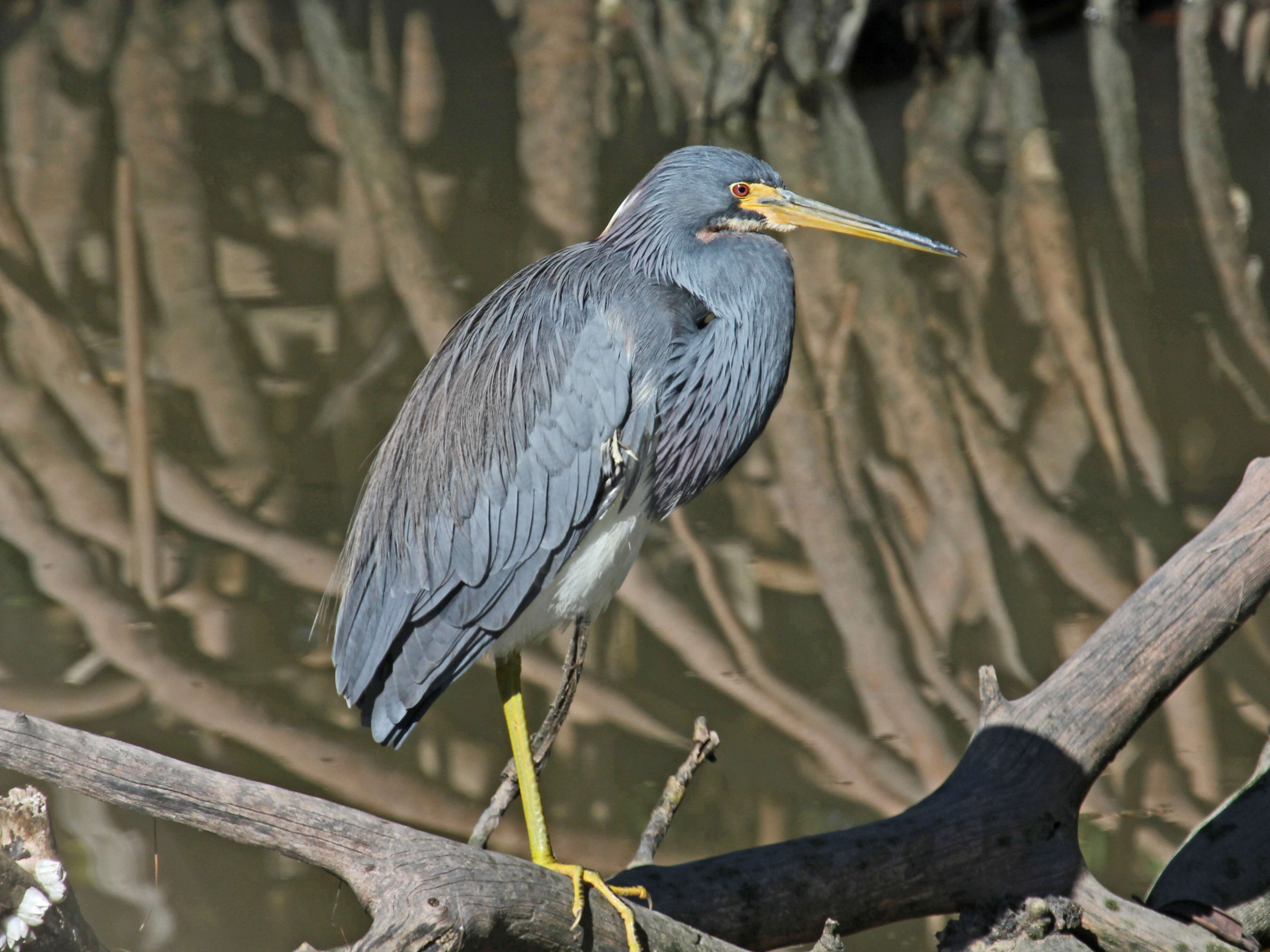 Image of Egretta Forster & T 1817