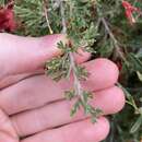 Image of Grevillea preissii subsp. glabrilimba P. M. Olde & N. R. Marriott