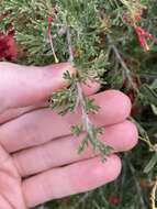 Image of Grevillea preissii subsp. glabrilimba P. M. Olde & N. R. Marriott