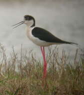 Image of Black-winged Stilt