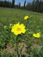 Слика од Potentilla gracilis var. flabelliformis (Lehm.) Nutt.