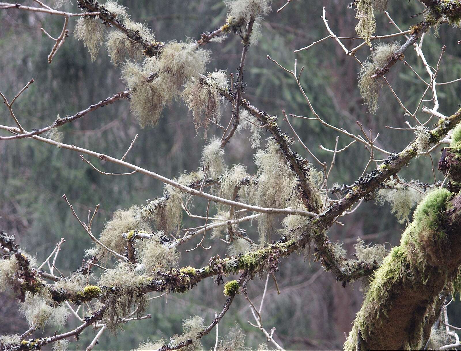 Image of Beard lichen
