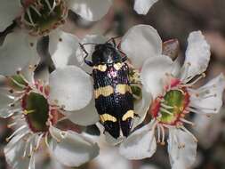 Image of Castiarina rectifasciata (Saunders 1868)