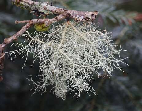 Image of Beard lichen