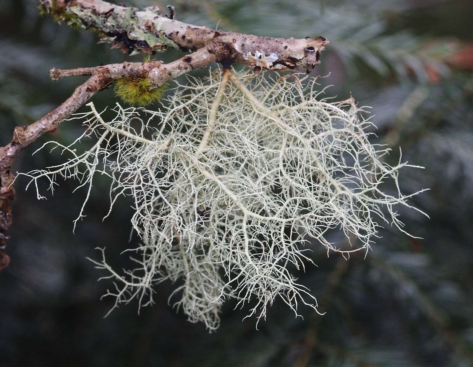 Imagem de Usnea filipendula Stirt.