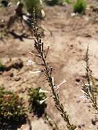 Слика од Freylinia longiflora Benth.