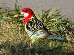 Image of Eastern Rosella