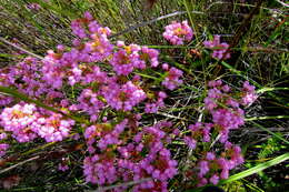 Image of Erica cubica var. cubica