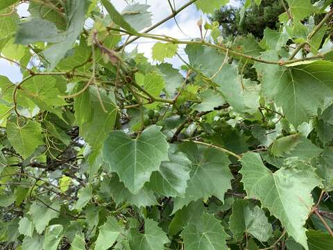 Image of sweet mountain grape