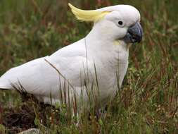 Image of Sulphur-crested Cockatoo