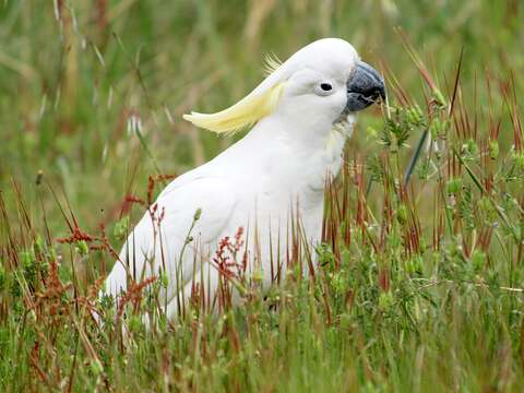 Image of Sulphur-crested Cockatoo