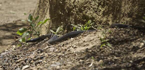 Image of Black-necked Spitting Cobra