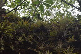 Imagem de Tillandsia capitata Griseb.