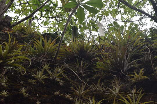 Image of Tillandsia capitata Griseb.