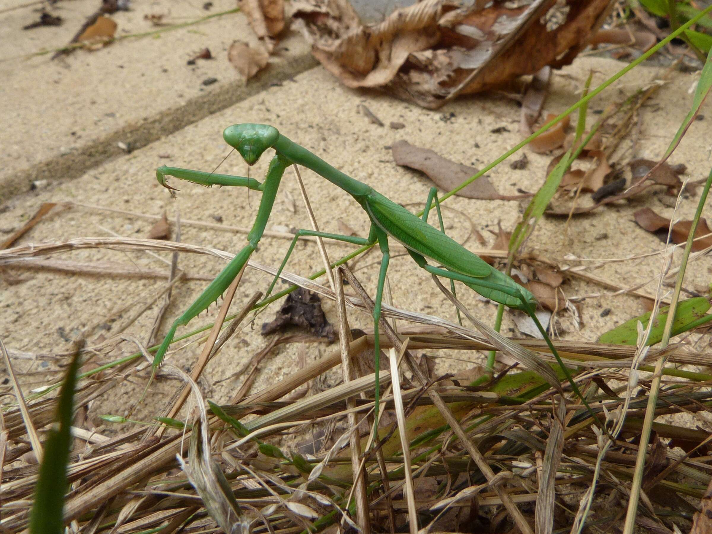 Image of Pseudomantis