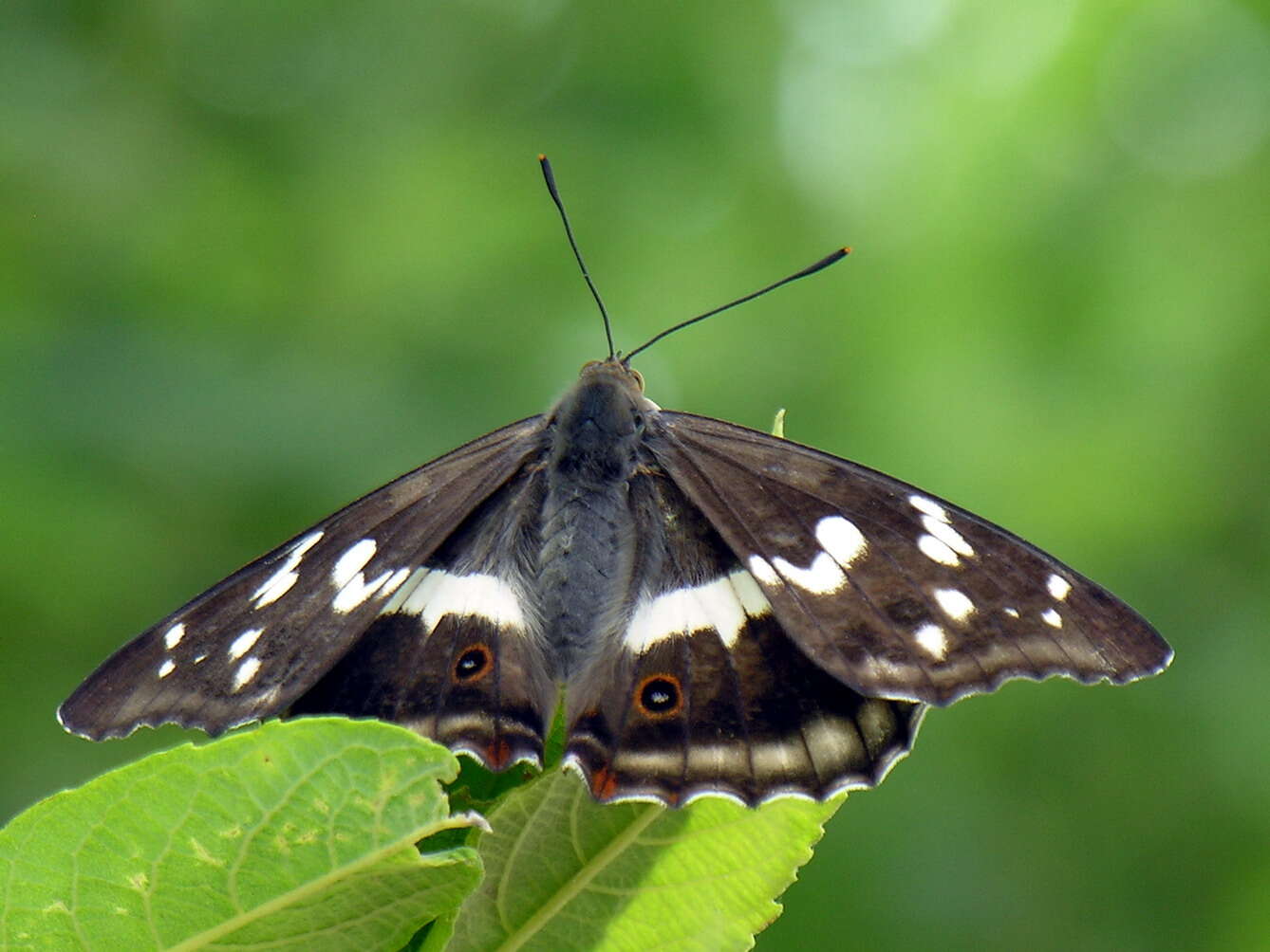 Image of purple emperor