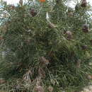 Image of Acorn Banksia