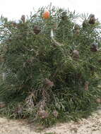 Image of Banksia prionotes Lindl.