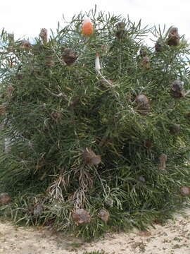 Image of Acorn Banksia