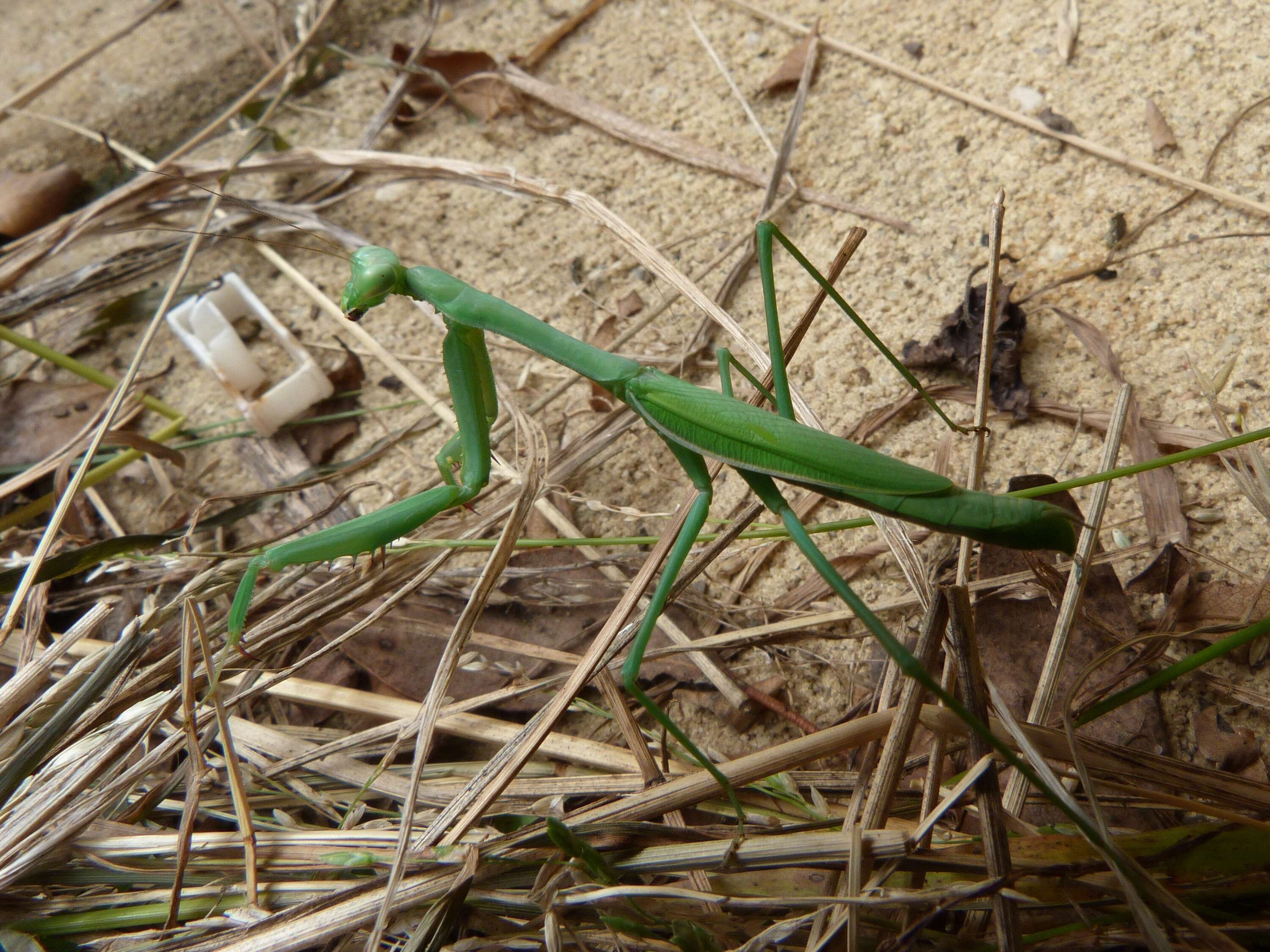 Image of Pseudomantis