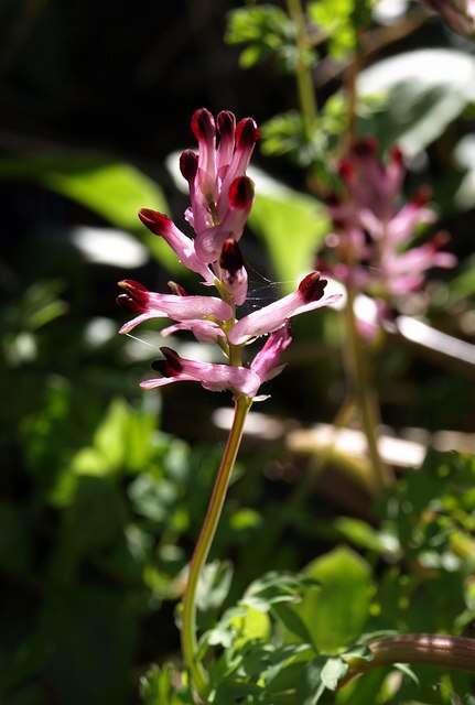 Plancia ëd Fumaria officinalis L.