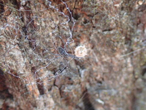 Image of Argiope ocyaloides L. Koch 1871