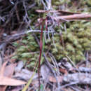 Image of Short-clubbed wasp orchid