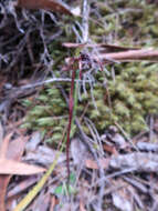 Image of Short-clubbed wasp orchid