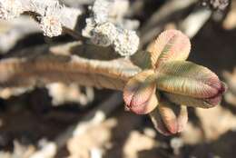 Image of Crassula pyramidalis Thunb.