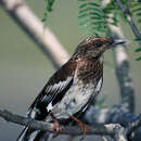 Image of Aztec Thrush