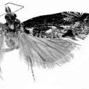 Image of Eucoenogenes aestuosa Meyrick 1912