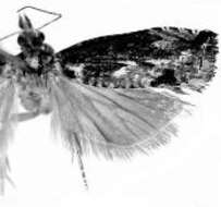 Image of Eucoenogenes aestuosa Meyrick 1912