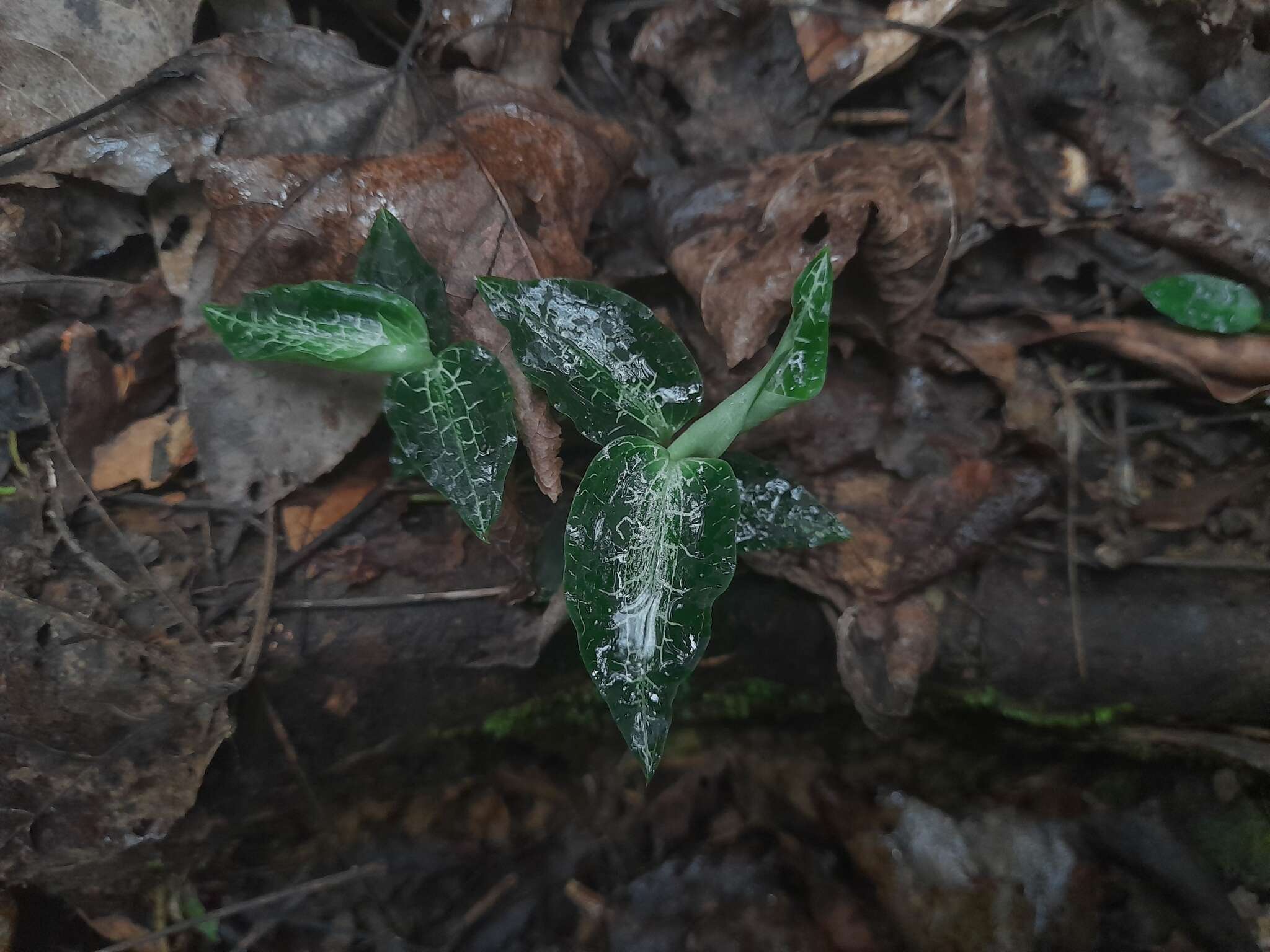 Image of Goodyera pusilla Blume