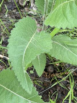 Image of wild quinine