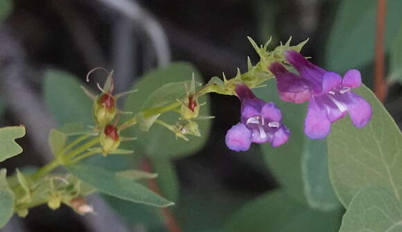 Image of Higgins' beardtongue