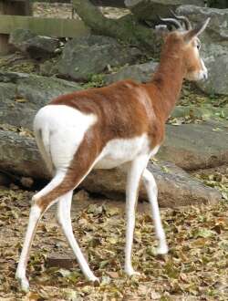 Image of Addra Gazelle