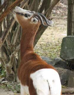 Image of Addra Gazelle