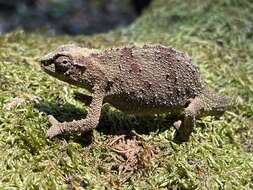 Image of Malawi Stumptail Chameleon