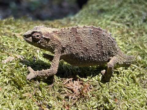 Image of Malawi Stumptail Chameleon