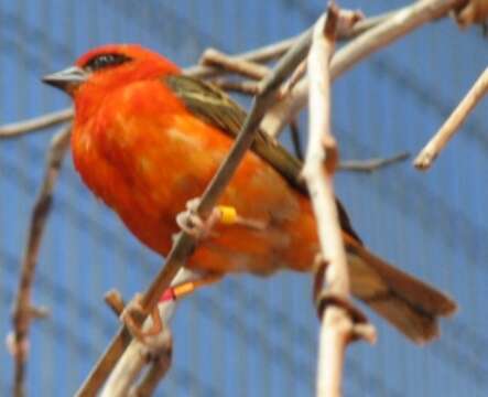 Image of Madagascar Red Fody