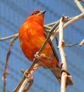 Image of Madagascar Red Fody