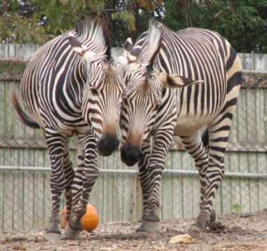 Image of Cape mountain zebra