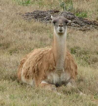 Image of Guanaco