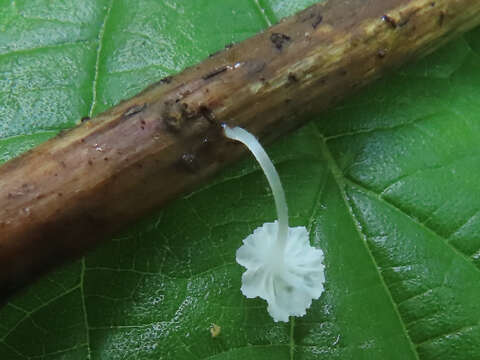 Image of Hemimycena epichloe (Kühner) Singer 1943